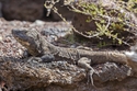 Wanderparadies El Hierro - Die Naturschönheiten der unbekannten Kanaren-Insel/ BadZ